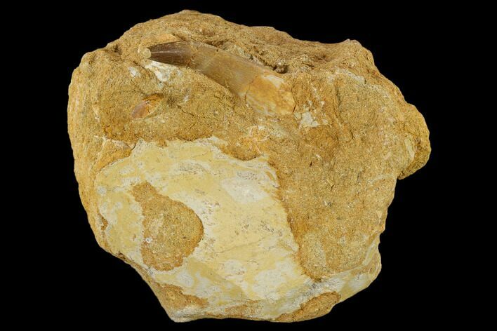 Fossil Plesiosaur (Zarafasaura) Tooth - Morocco #116950
